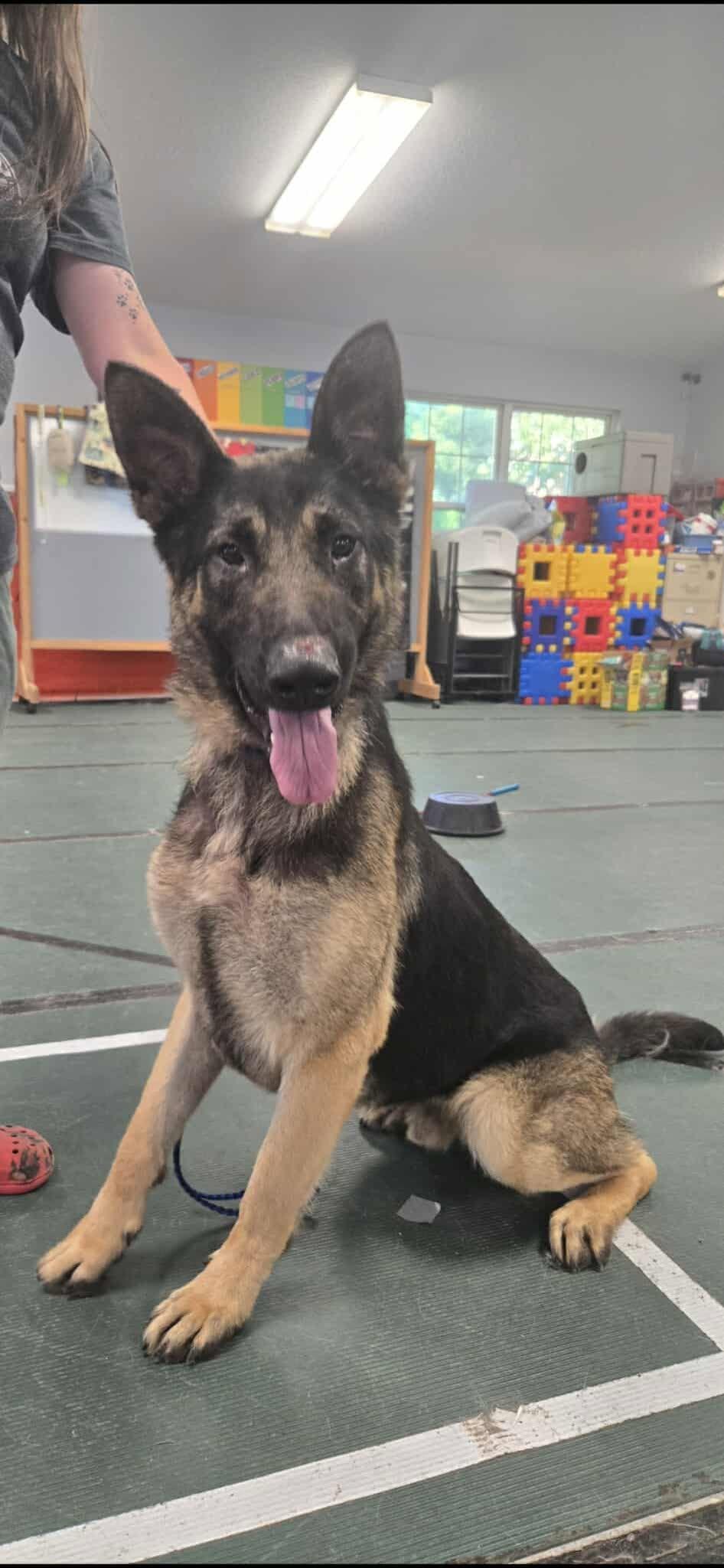 Duke 1