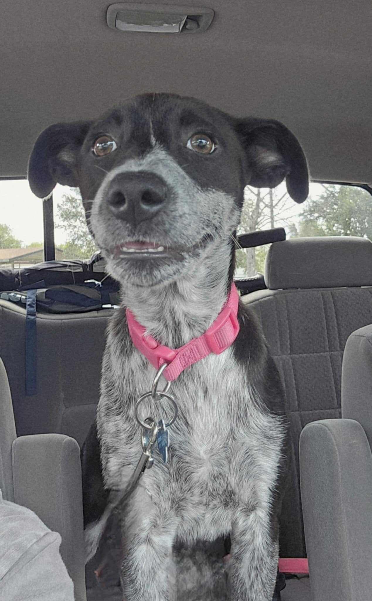 Bella 2.0