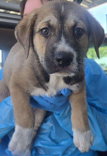 Cory, Adoptable, Puppy Male Shepherd & Mixed Breed.