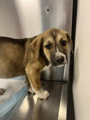 Cory, a Adoptable mixed breed in Fresno, CA image 2/2