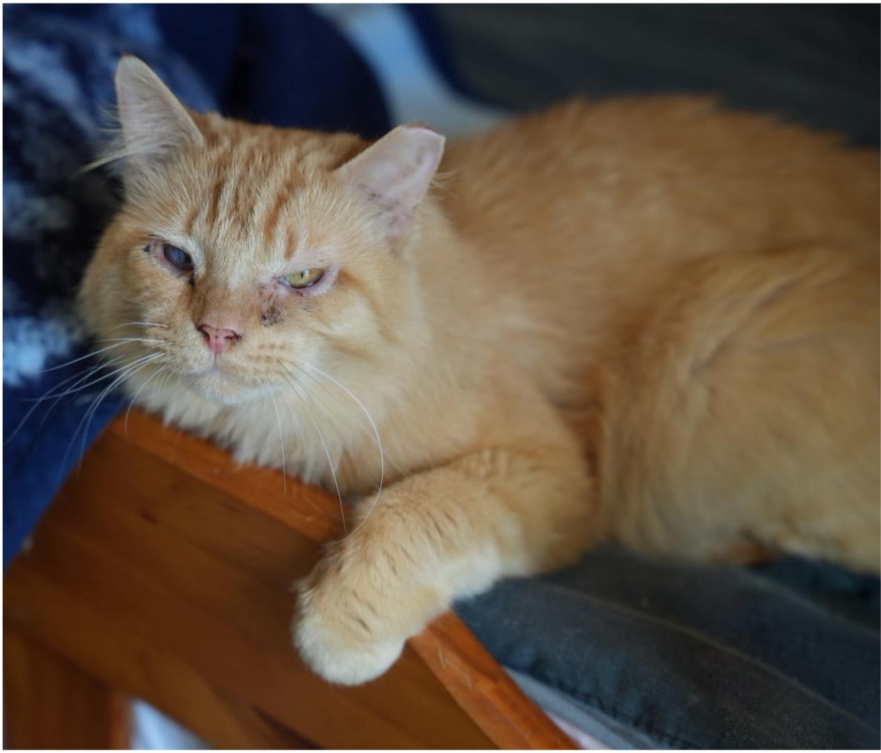 Enlarge Leo, an adopted Tabby in Cincinnati, OH image 2/6