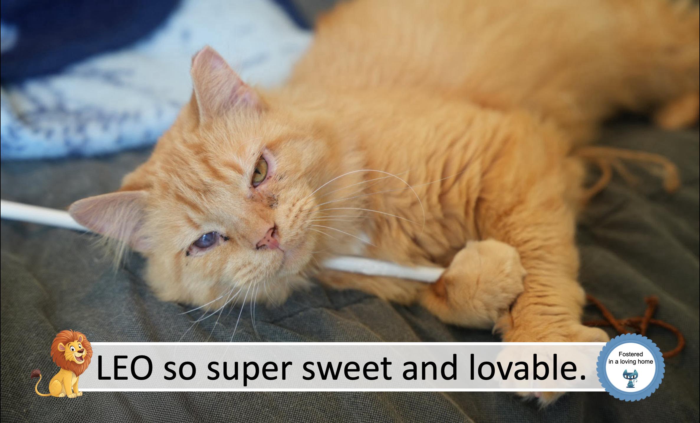 Enlarge Leo, an adopted Tabby in Cincinnati, OH image 1/6