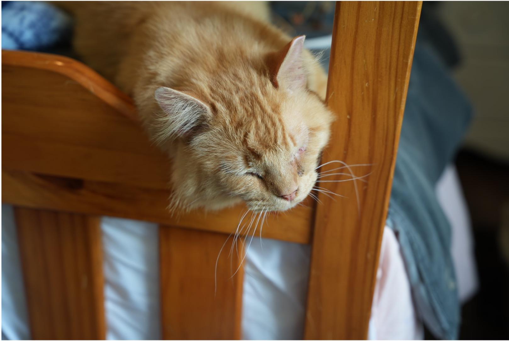 Enlarge Leo, an adopted Tabby in Cincinnati, OH image 3/6