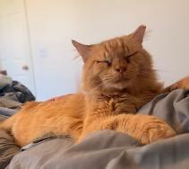 Enlarge Leo, an adopted Tabby in Cincinnati, OH image 5/6