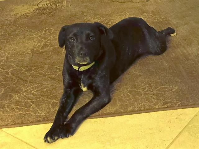 Enlarge JAIME, a Adoptable mixed breed in Ocala, FL image 2/2