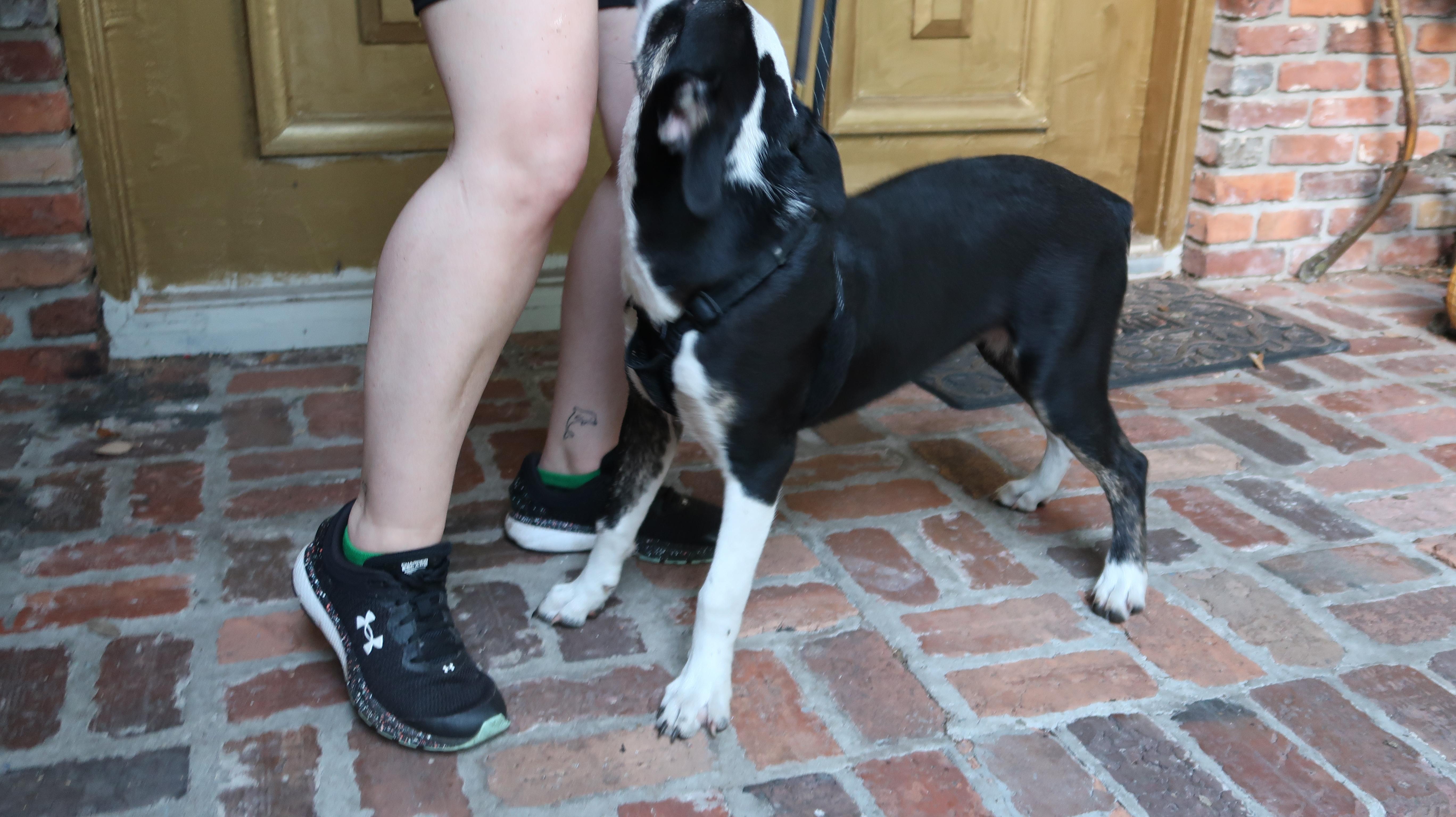 Enlarge Gaze, Born March 10, 2026. Stunning, an adopted mixed breed in St. Petersburg, FL image 6/6