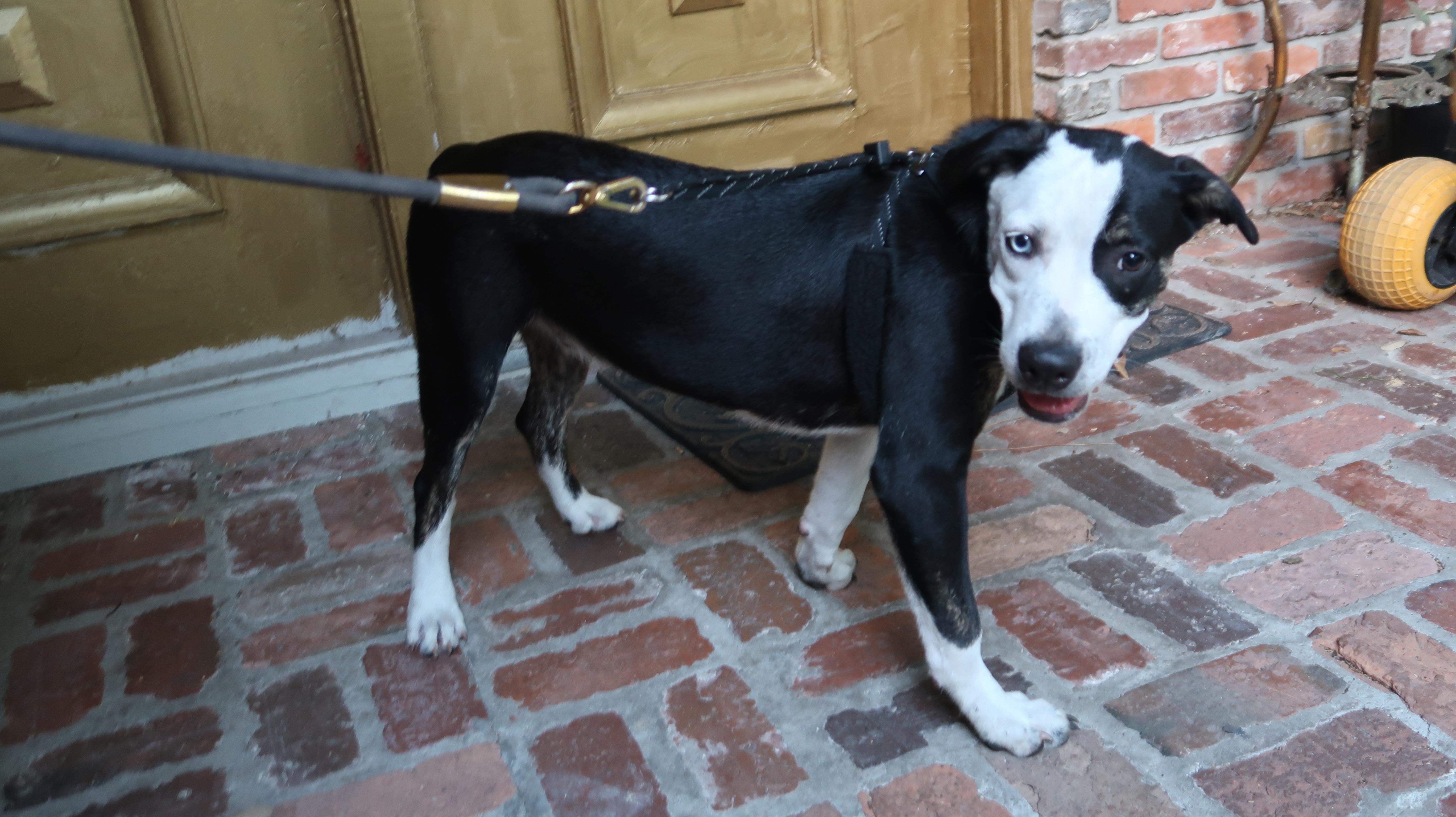 Enlarge Gaze, Born March 10, 2026. Stunning, an adopted mixed breed in St. Petersburg, FL image 5/6