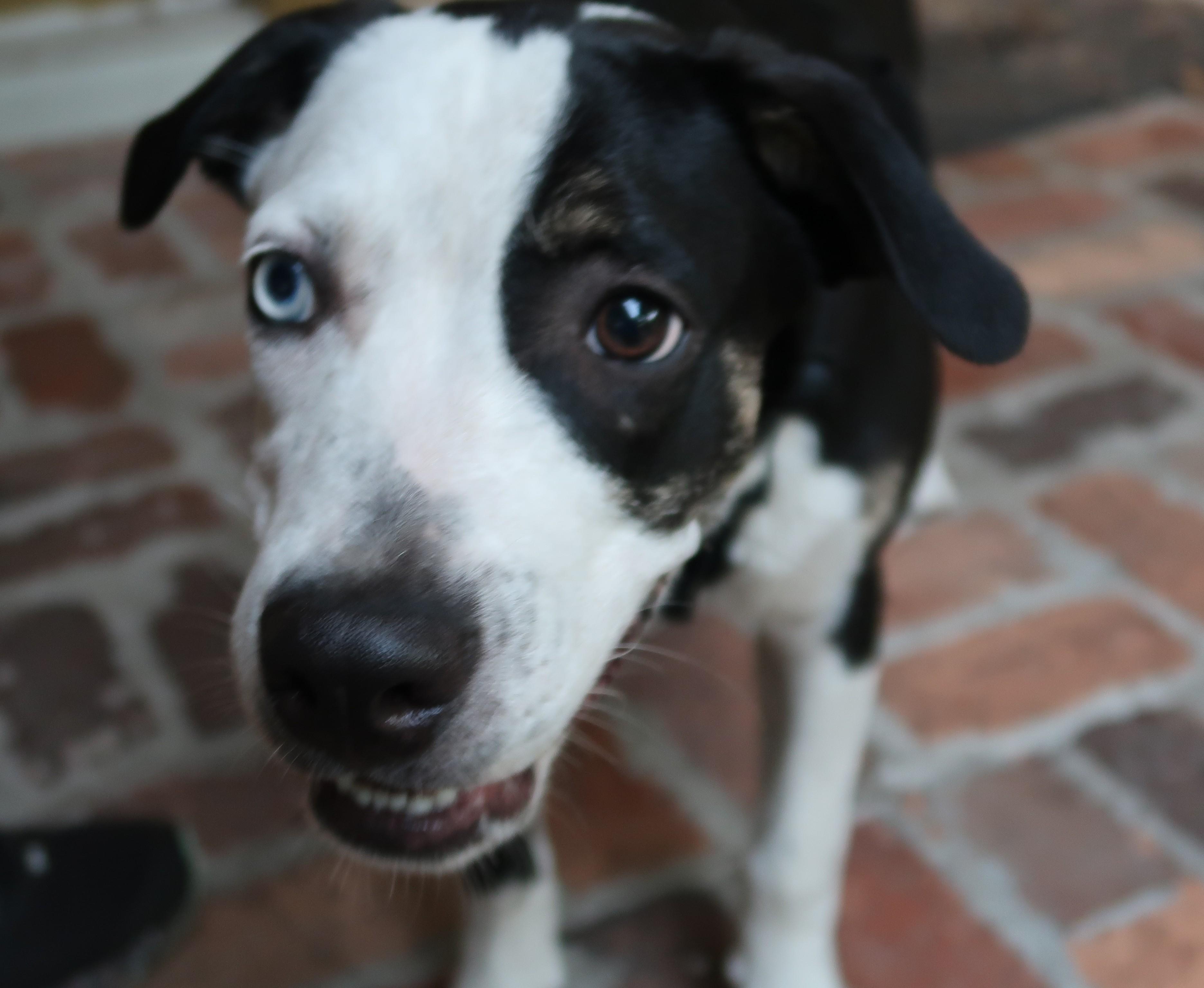 Enlarge Gaze, Born March 10, 2026. Stunning, an adopted mixed breed in St. Petersburg, FL image 1/6