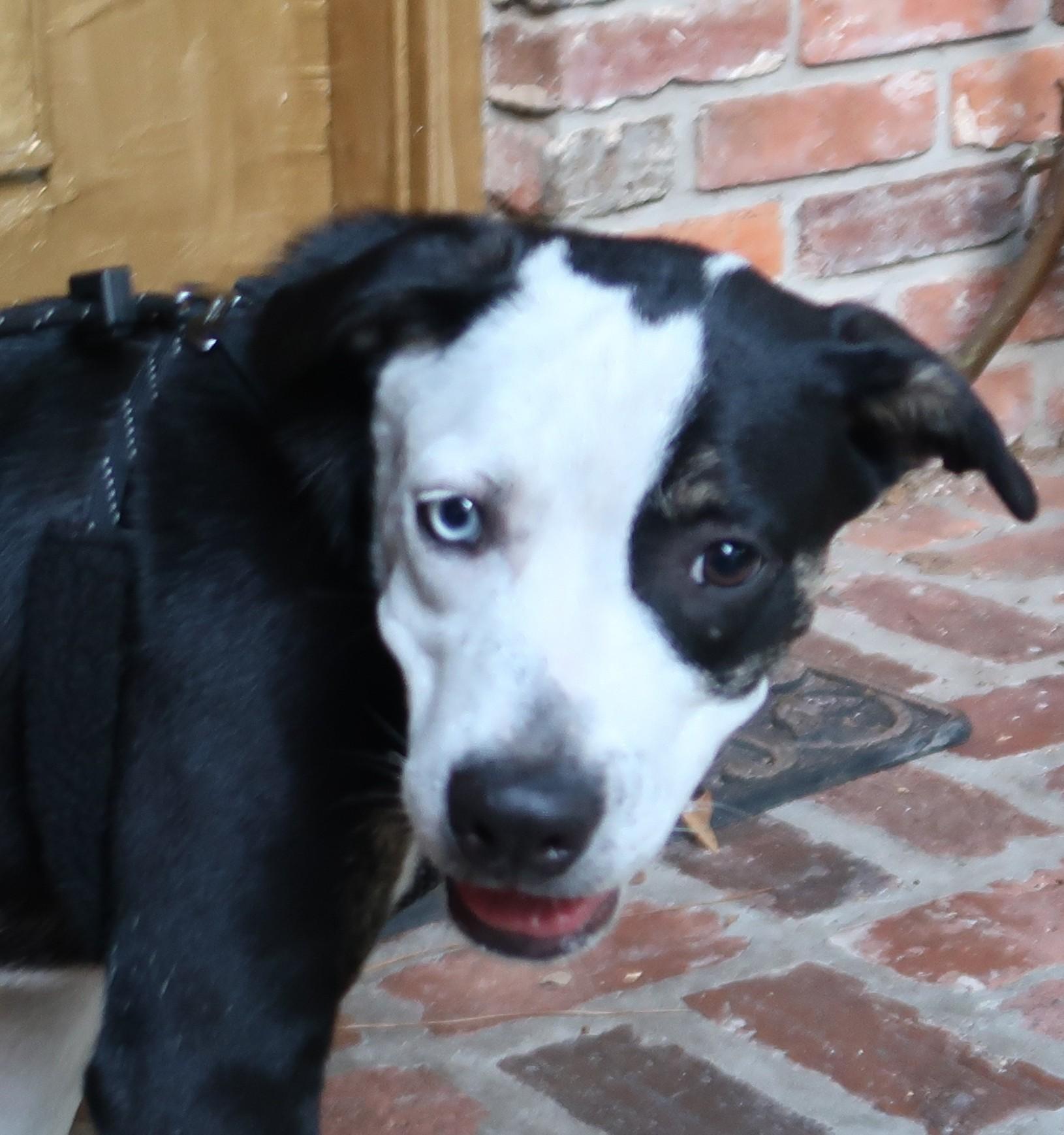 Enlarge Gaze, Born March 10, 2026. Stunning, an adopted mixed breed in St. Petersburg, FL image 2/6