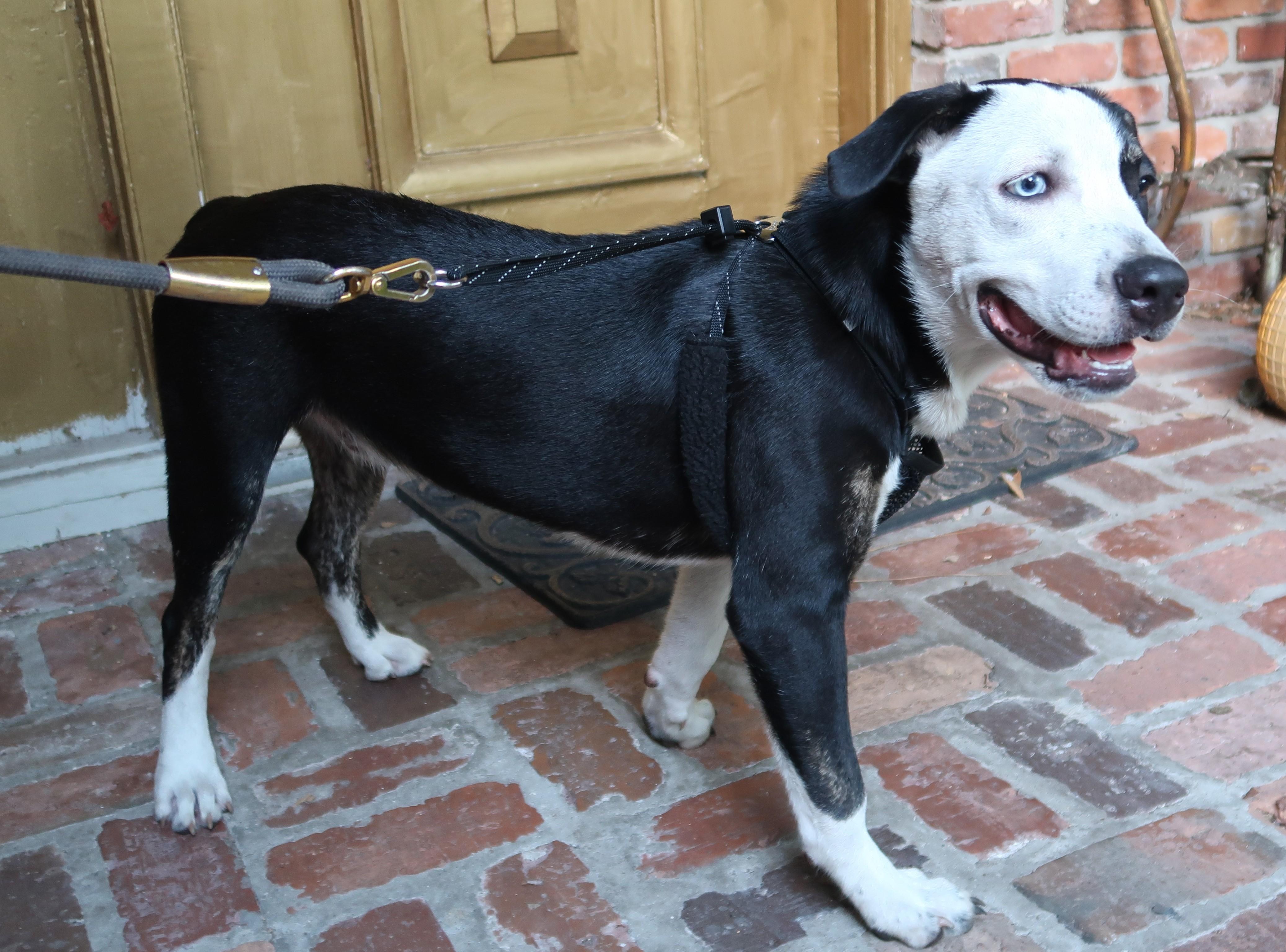 Enlarge Gaze, Born March 10, 2026. Stunning, an adopted mixed breed in St. Petersburg, FL image 4/6