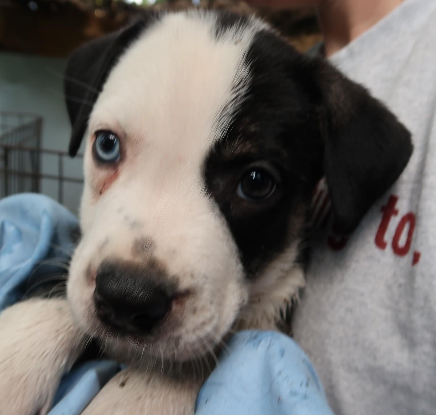 Enlarge Gaze, Born March 10, 2026. Stunning, a Adoptable mixed breed in St. Petersburg, FL image 1/1