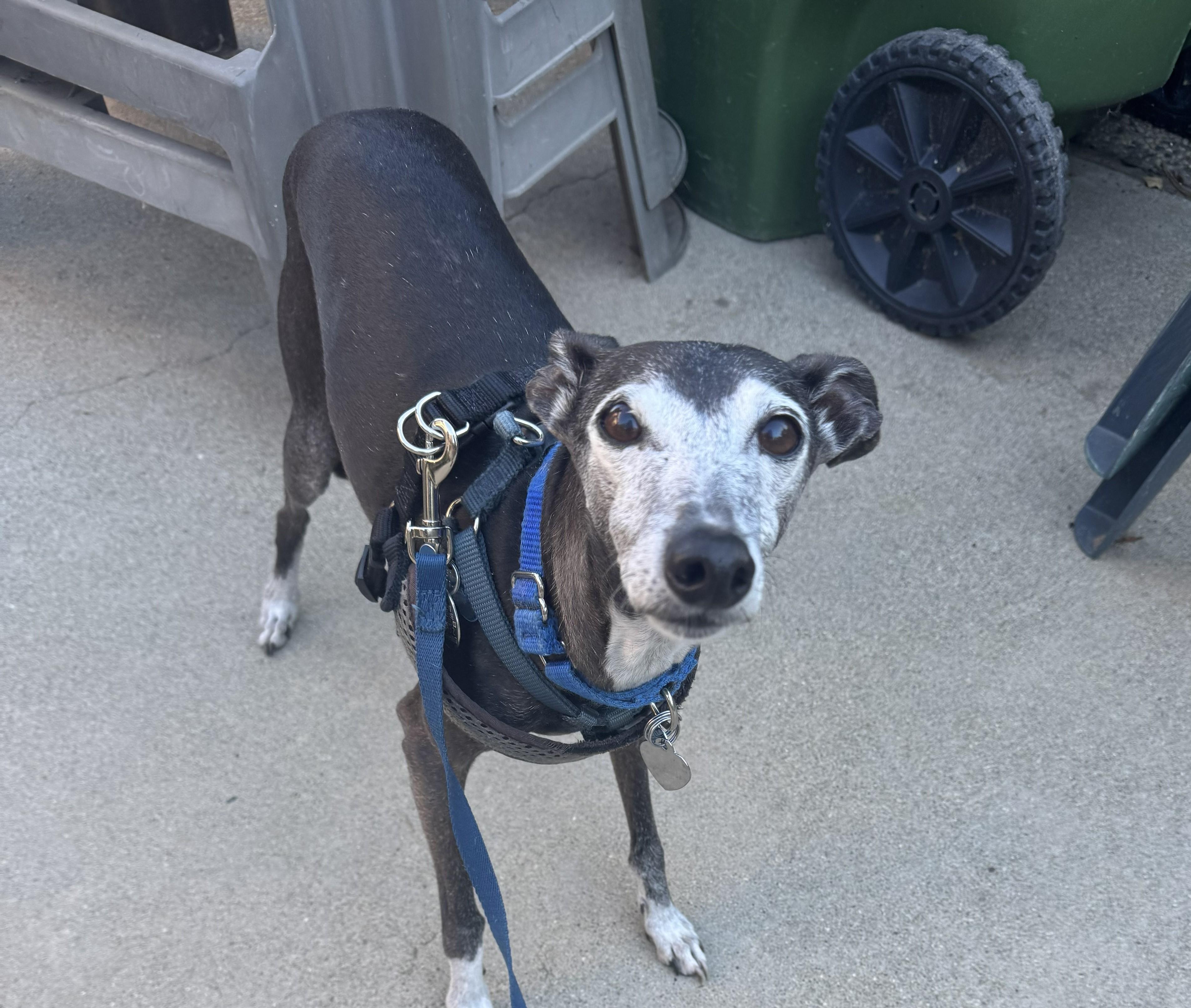 Enlarge Fernando, a Adoptable Italian Greyhound in Costa Mesa, CA image 1/2