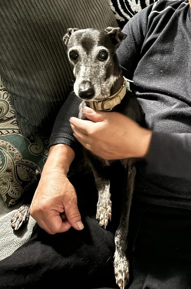 Enlarge Fernando, a Adoptable Italian Greyhound in Costa Mesa, CA image 2/2