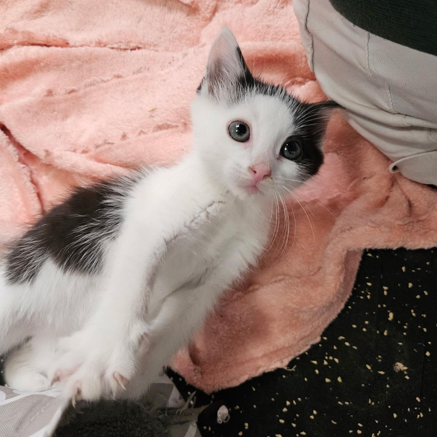 Dexter, a ADOPTABLE Domestic Short Hair in East Amherst, NY image 4/6