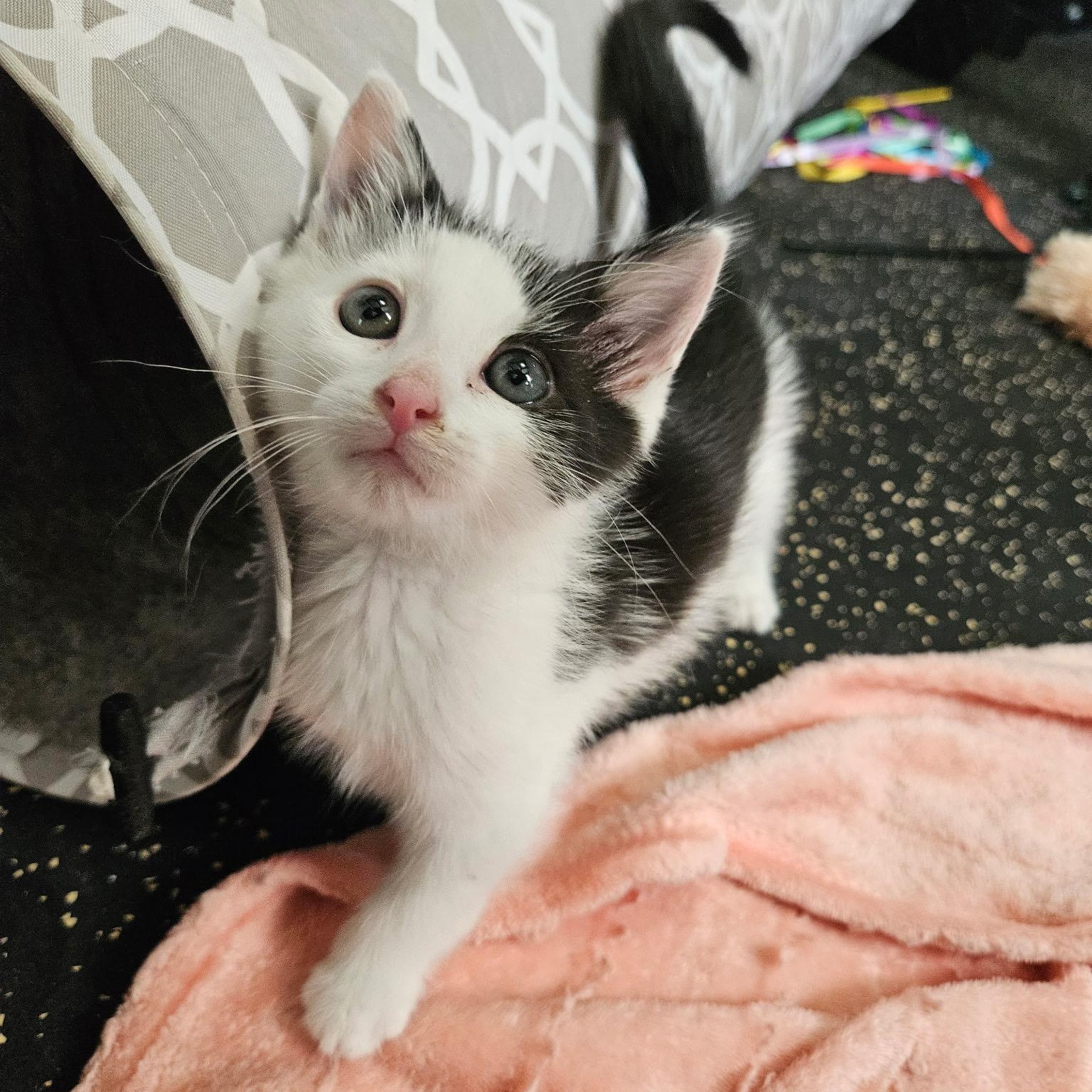 Dexter, a ADOPTABLE Domestic Short Hair in East Amherst, NY image 1/6