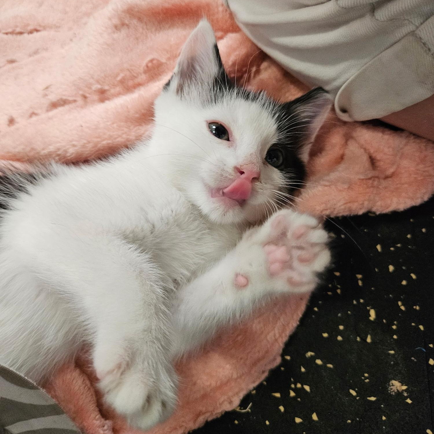 Dexter, a ADOPTABLE Domestic Short Hair in East Amherst, NY image 2/6