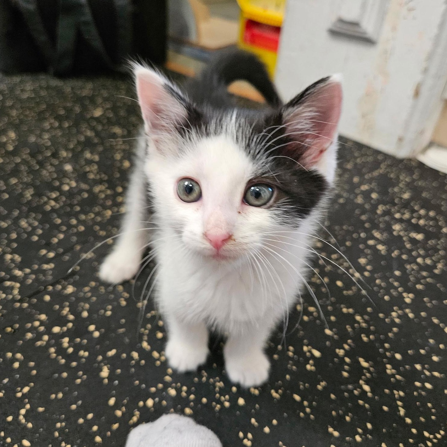 Dexter, a ADOPTABLE Domestic Short Hair in East Amherst, NY image 5/6