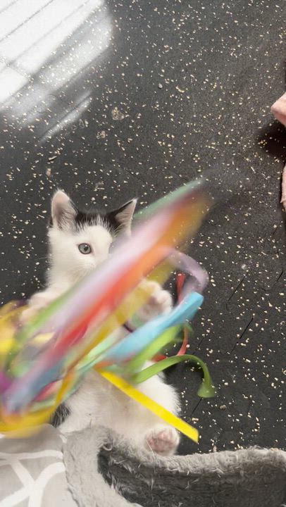 Enlarge Dexter, a ADOPTABLE Domestic Short Hair in East Amherst, NY video 6/6