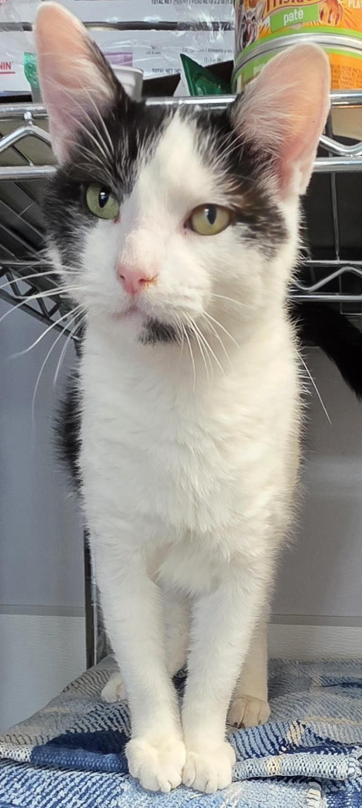 Enlarge Domino, a ADOPTABLE Domestic Short Hair in Momence, IL image 1/1