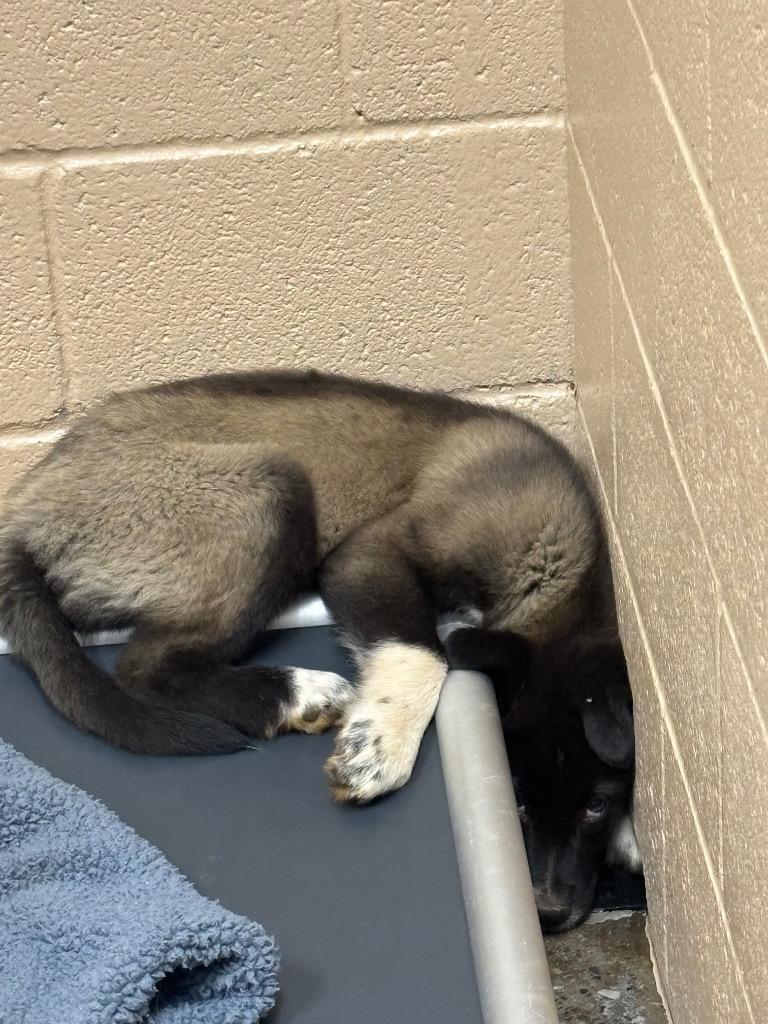 Enlarge Ducky, a Adoptable mixed breed in Burnsville, NC image 1/3