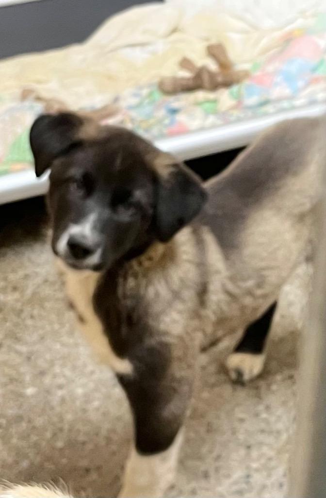 Enlarge Ducky, a Adoptable mixed breed in Burnsville, NC image 2/3