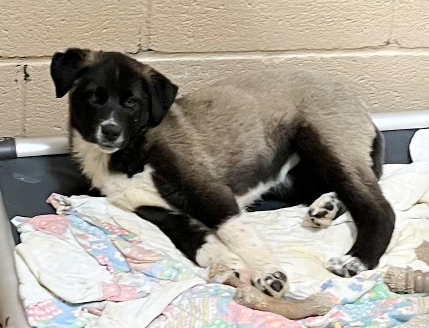Enlarge Ducky, a Adoptable mixed breed in Burnsville, NC image 3/3