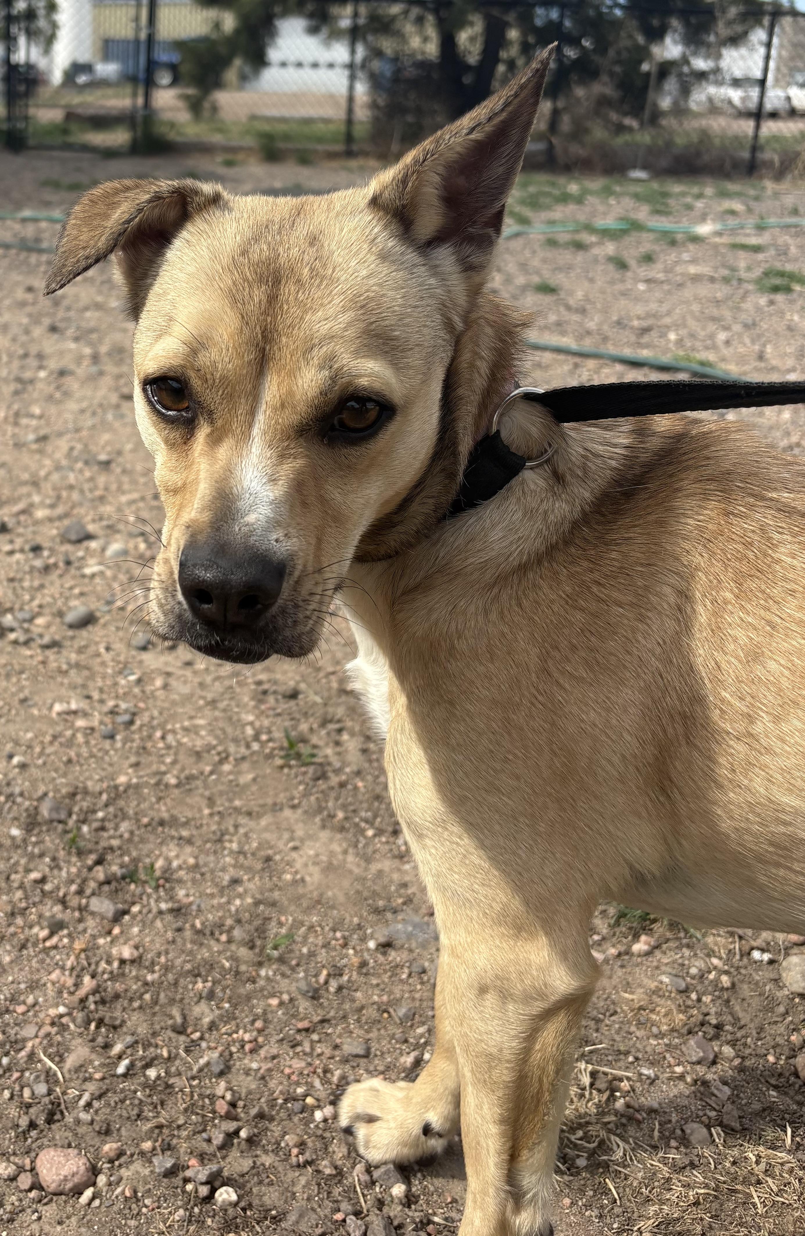 Enlarge Rosie, a ADOPTABLE mixed breed in Grant, NE image 3/6