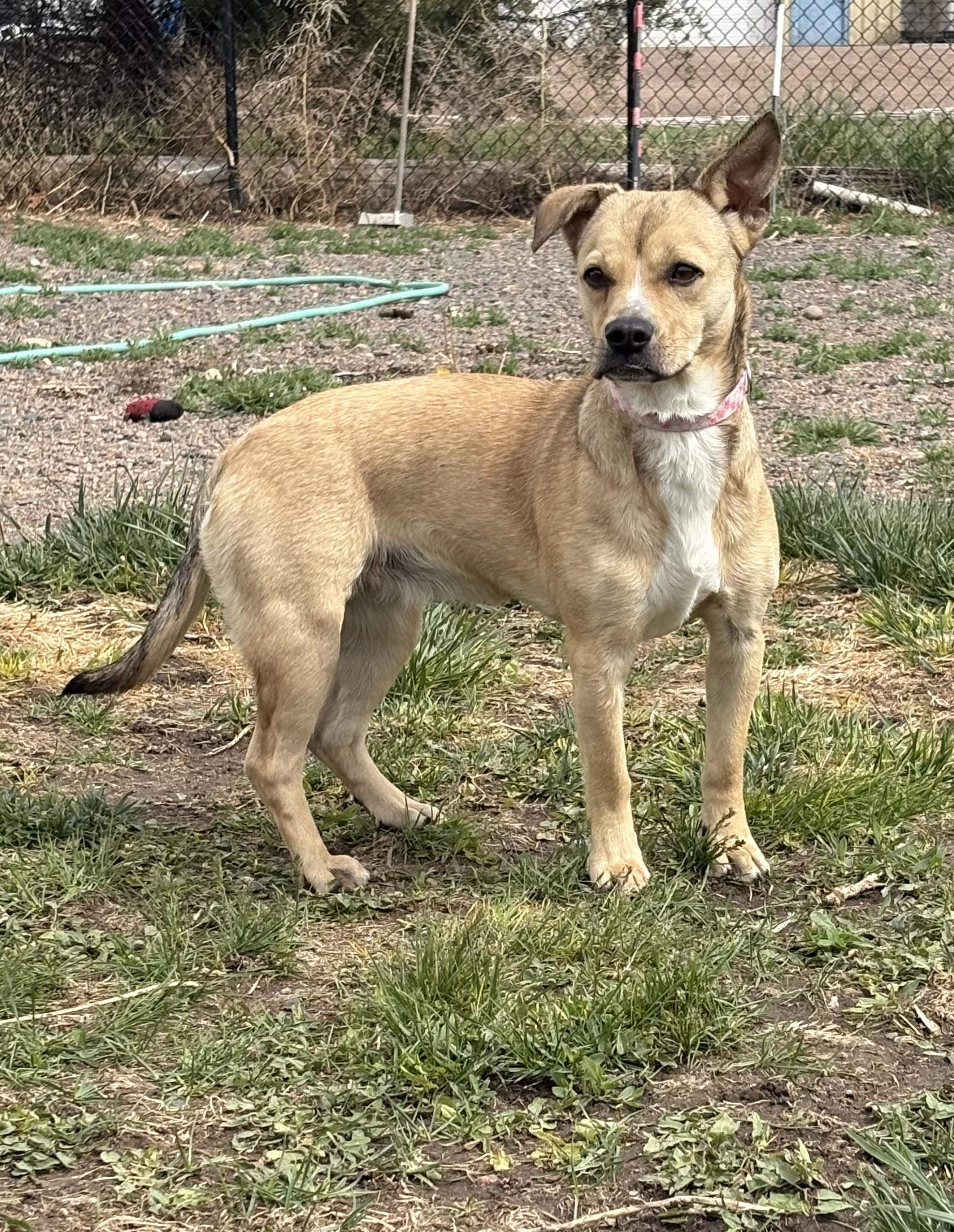 Rosie, ADOPTABLE, Adult Female Dachshund & Beagle.