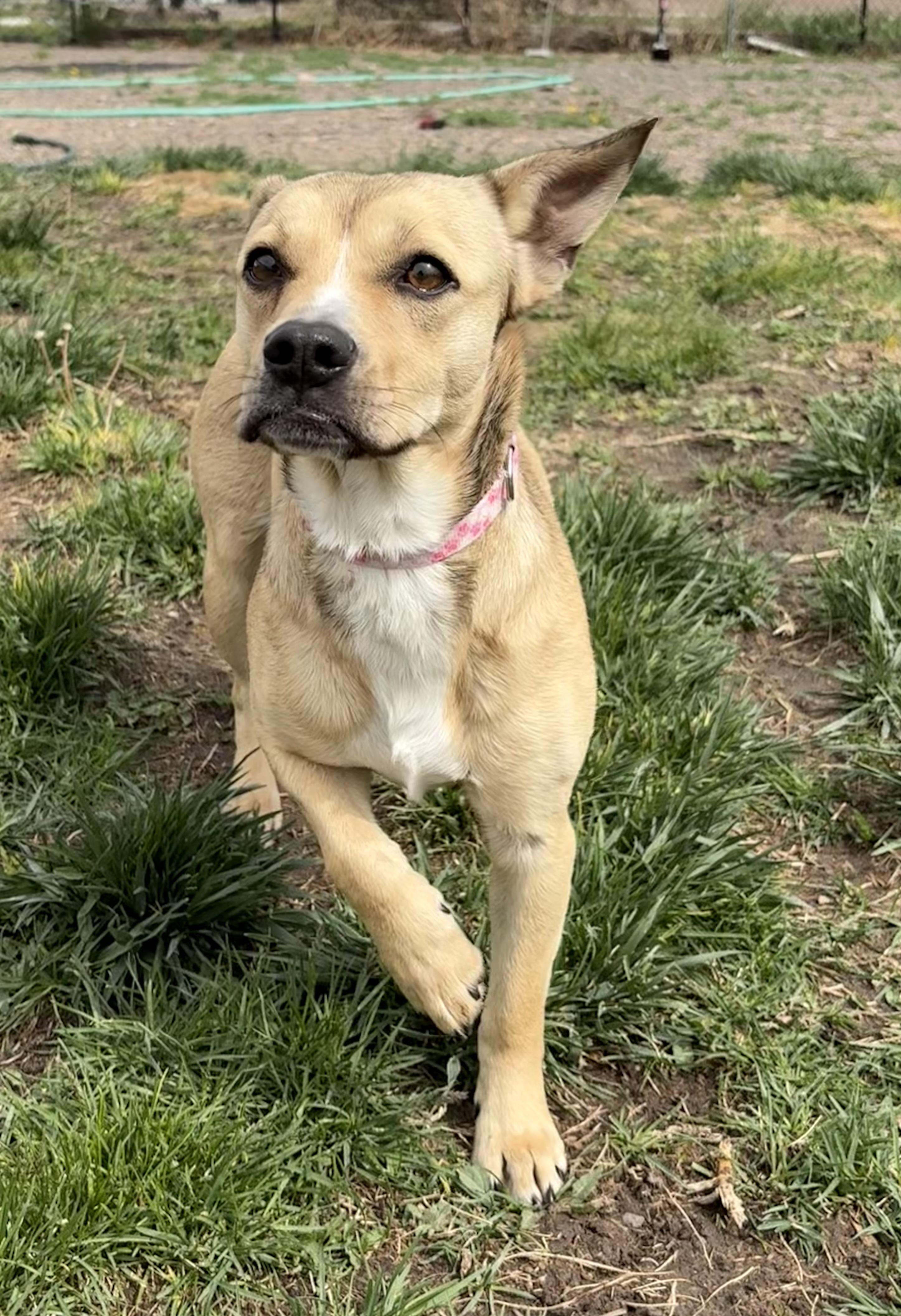 Enlarge Rosie, a ADOPTABLE mixed breed in Grant, NE image 5/6