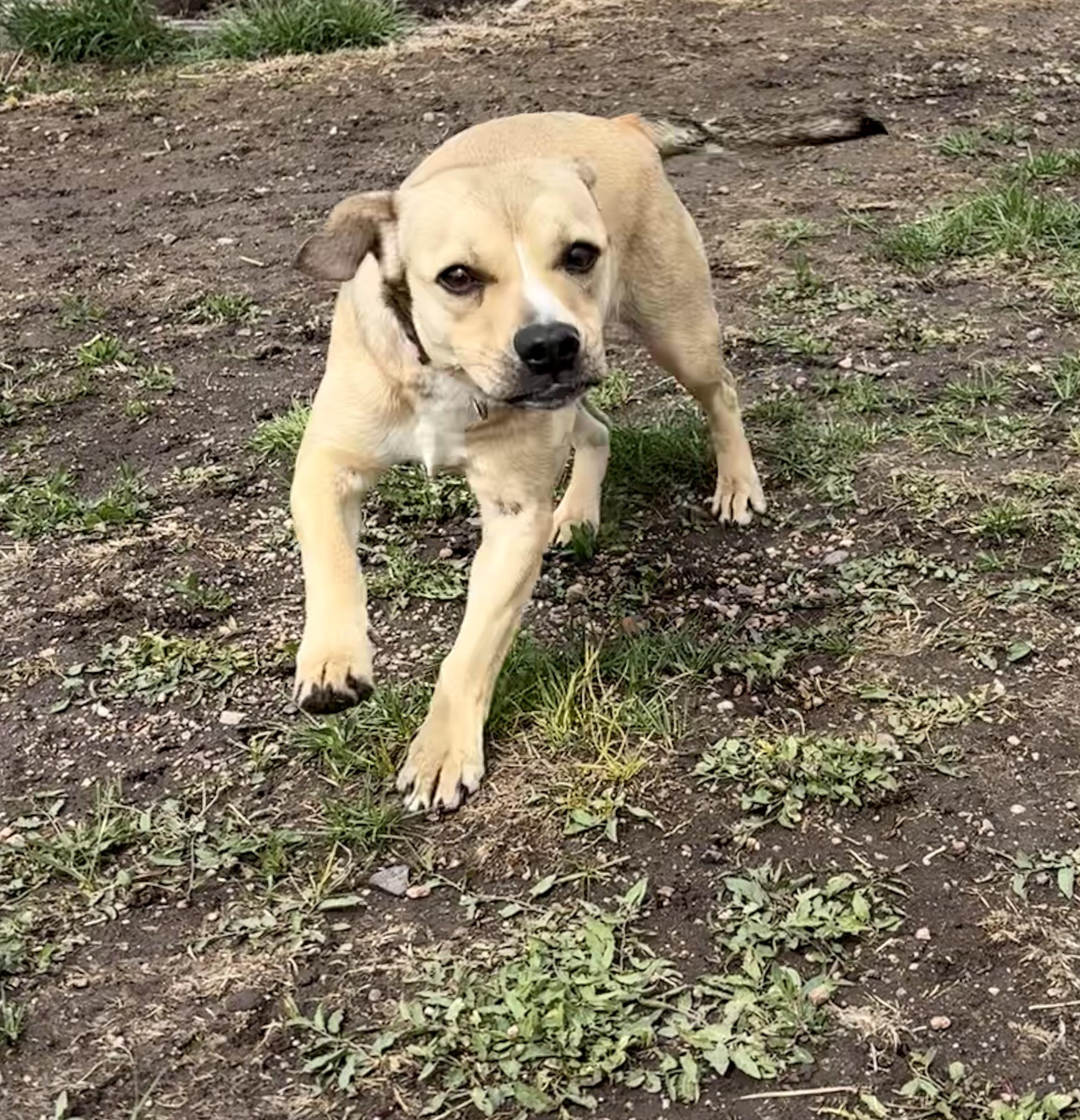 Enlarge Rosie, a ADOPTABLE mixed breed in Grant, NE image 6/6