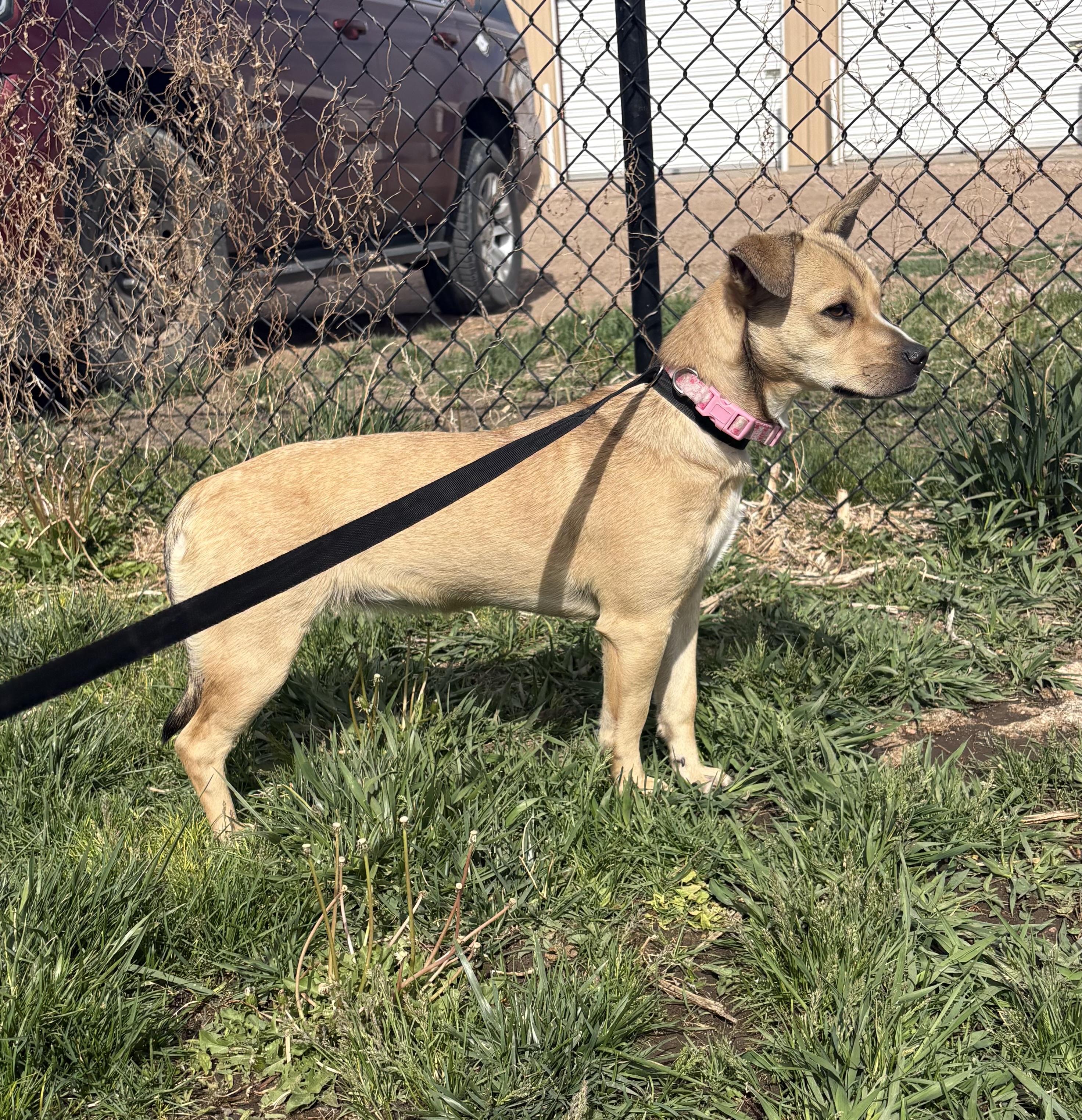 Enlarge Rosie, a ADOPTABLE mixed breed in Grant, NE image 4/6