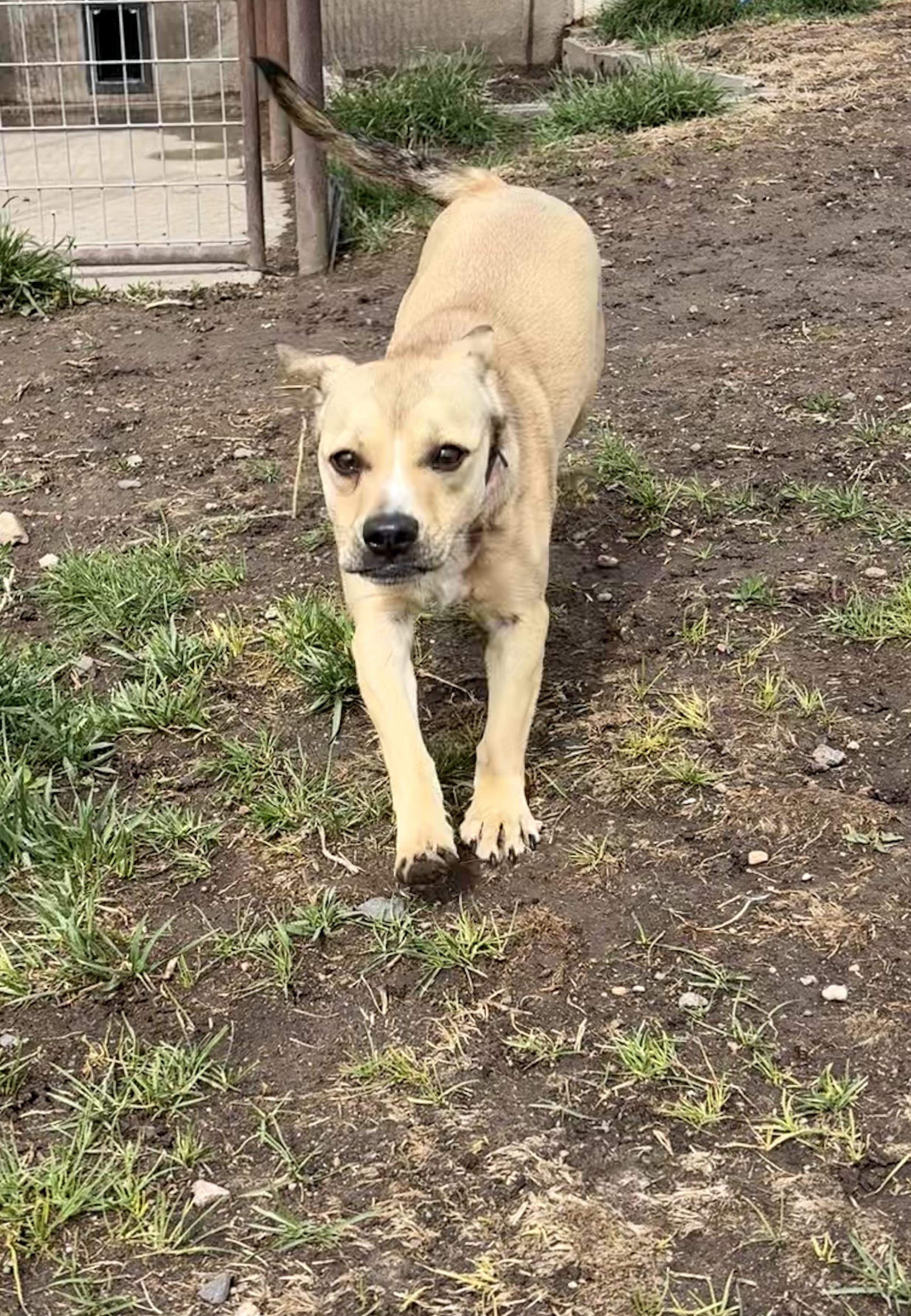 Enlarge Rosie, a ADOPTABLE mixed breed in Grant, NE image 2/6