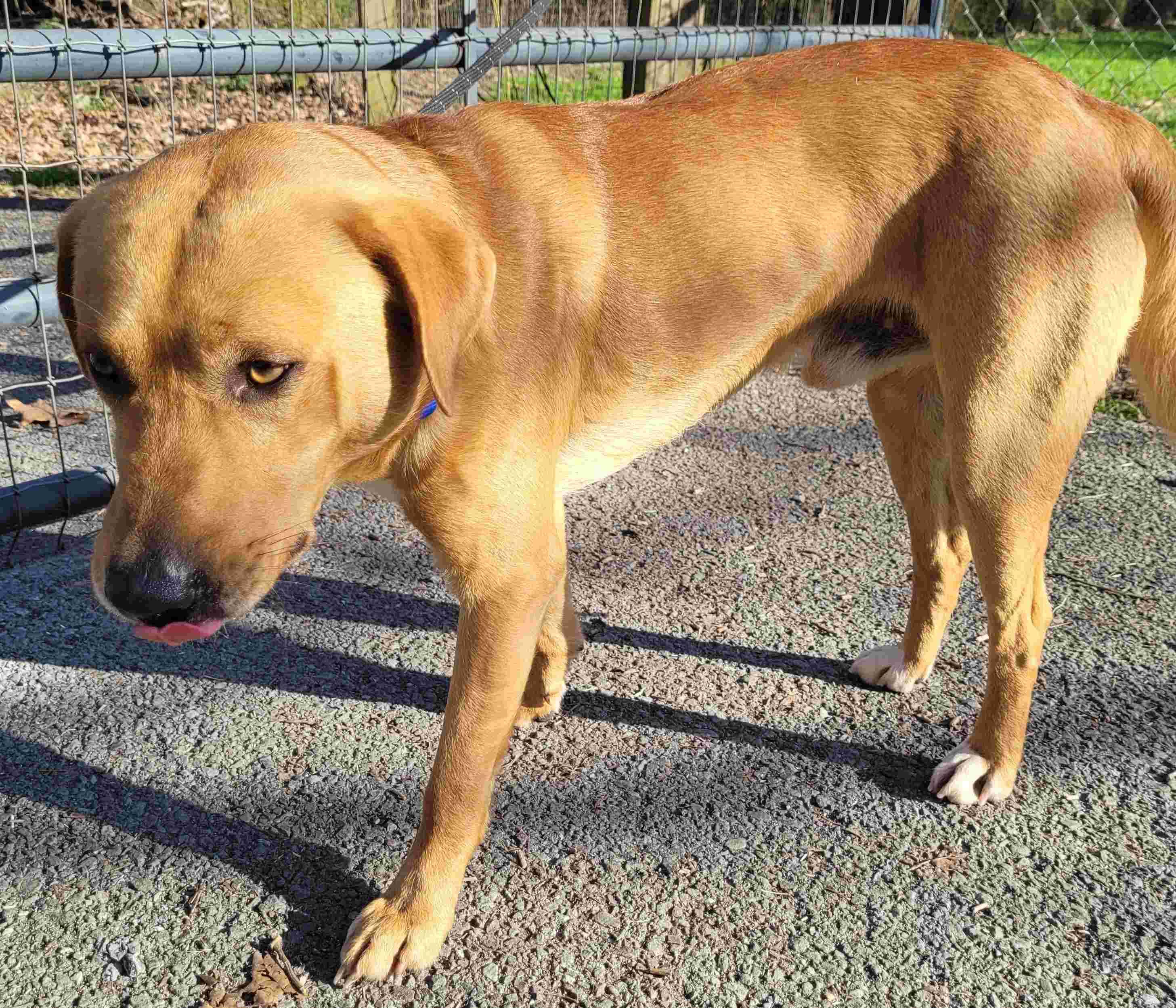 Enlarge Rex #27, a ADOPTABLE mixed breed in Killingworth, CT image 2/5