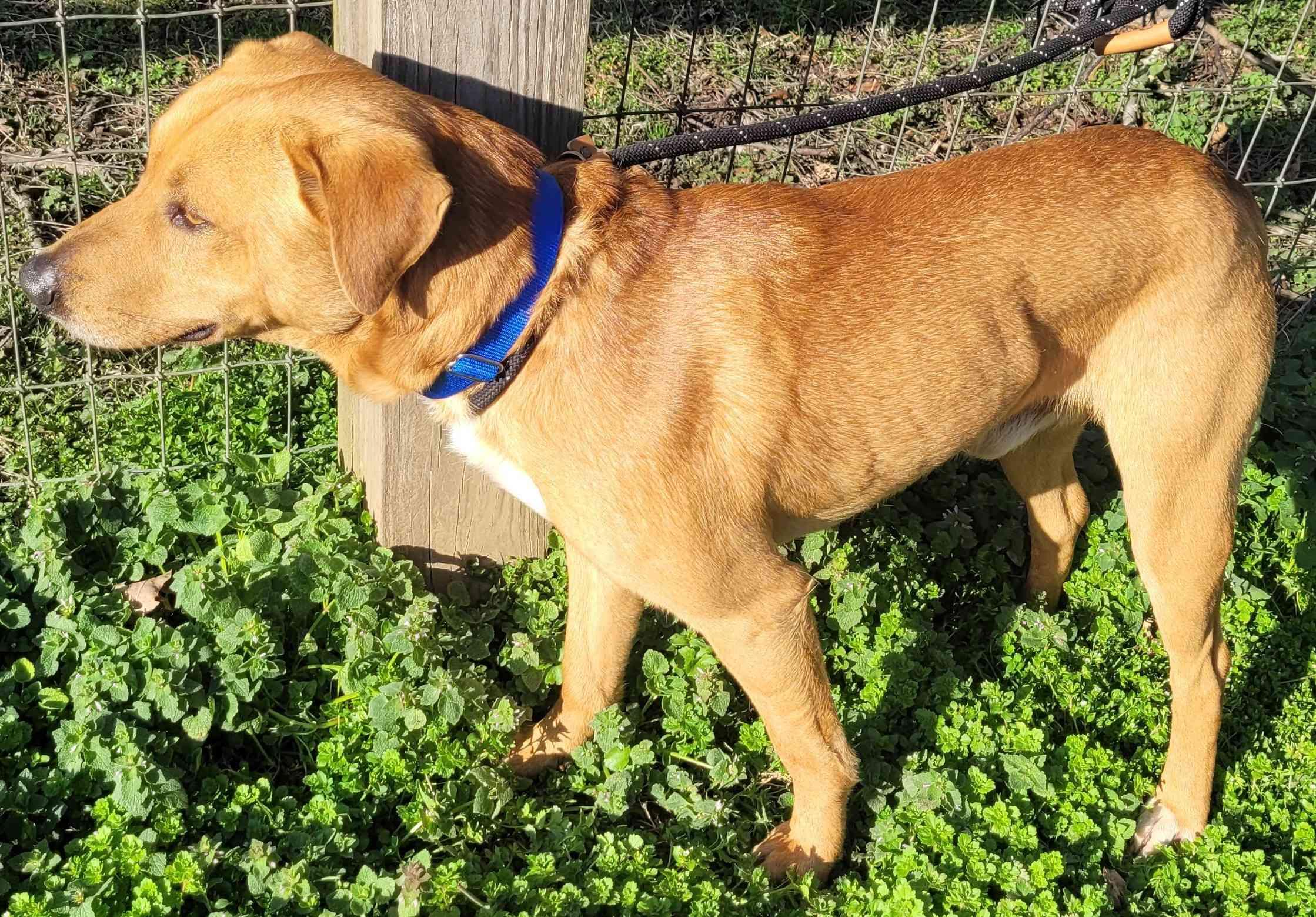 Enlarge Rex #27, a ADOPTABLE mixed breed in Killingworth, CT image 4/5