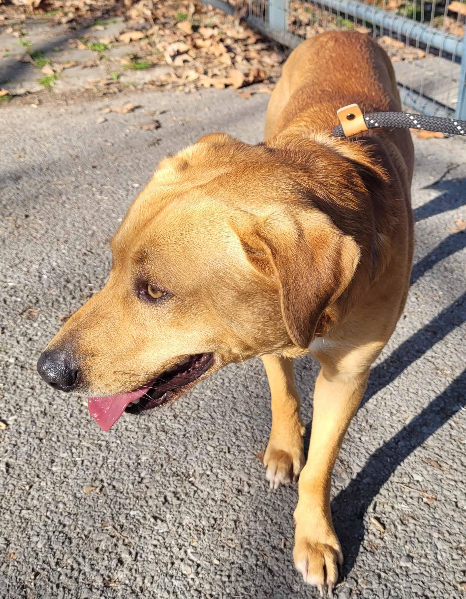 Enlarge Rex #27, a ADOPTABLE mixed breed in Killingworth, CT image 3/5