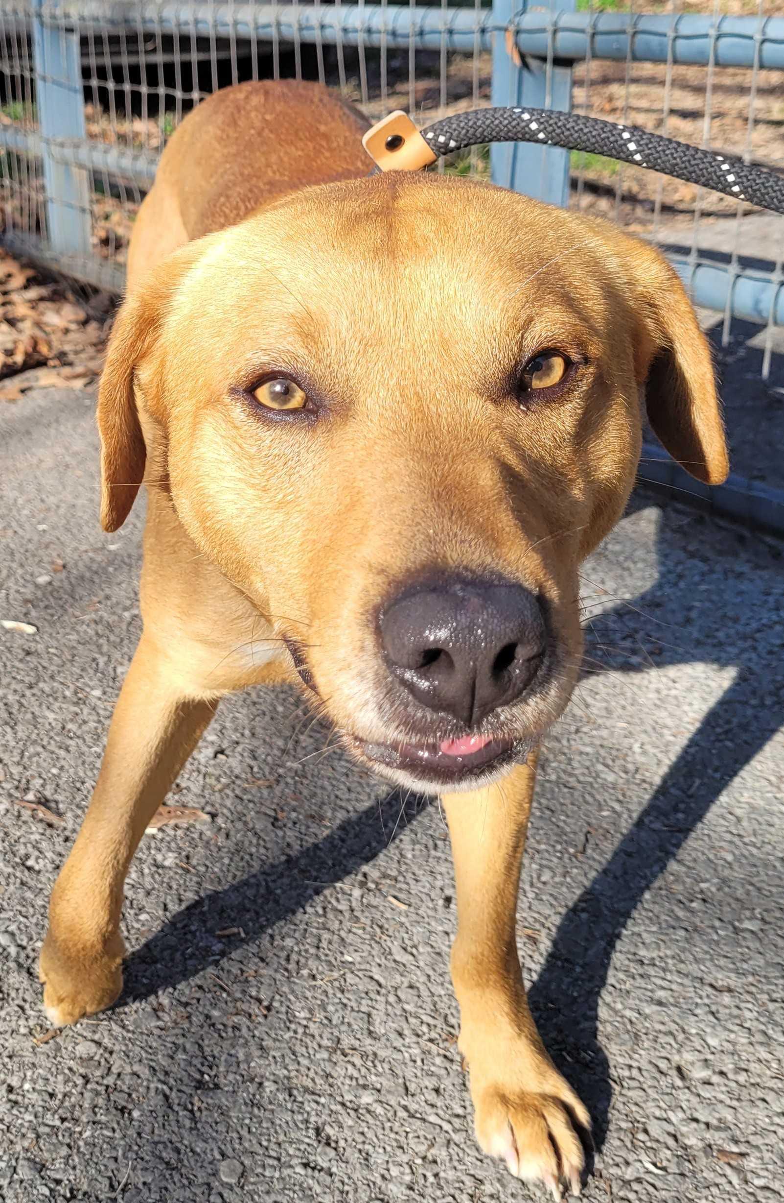 Rex #27, ADOPTABLE, Young Male Yellow Labrador Retriever.