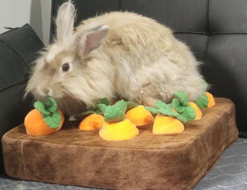 Butters, Adoptable, Young Female Lionhead.