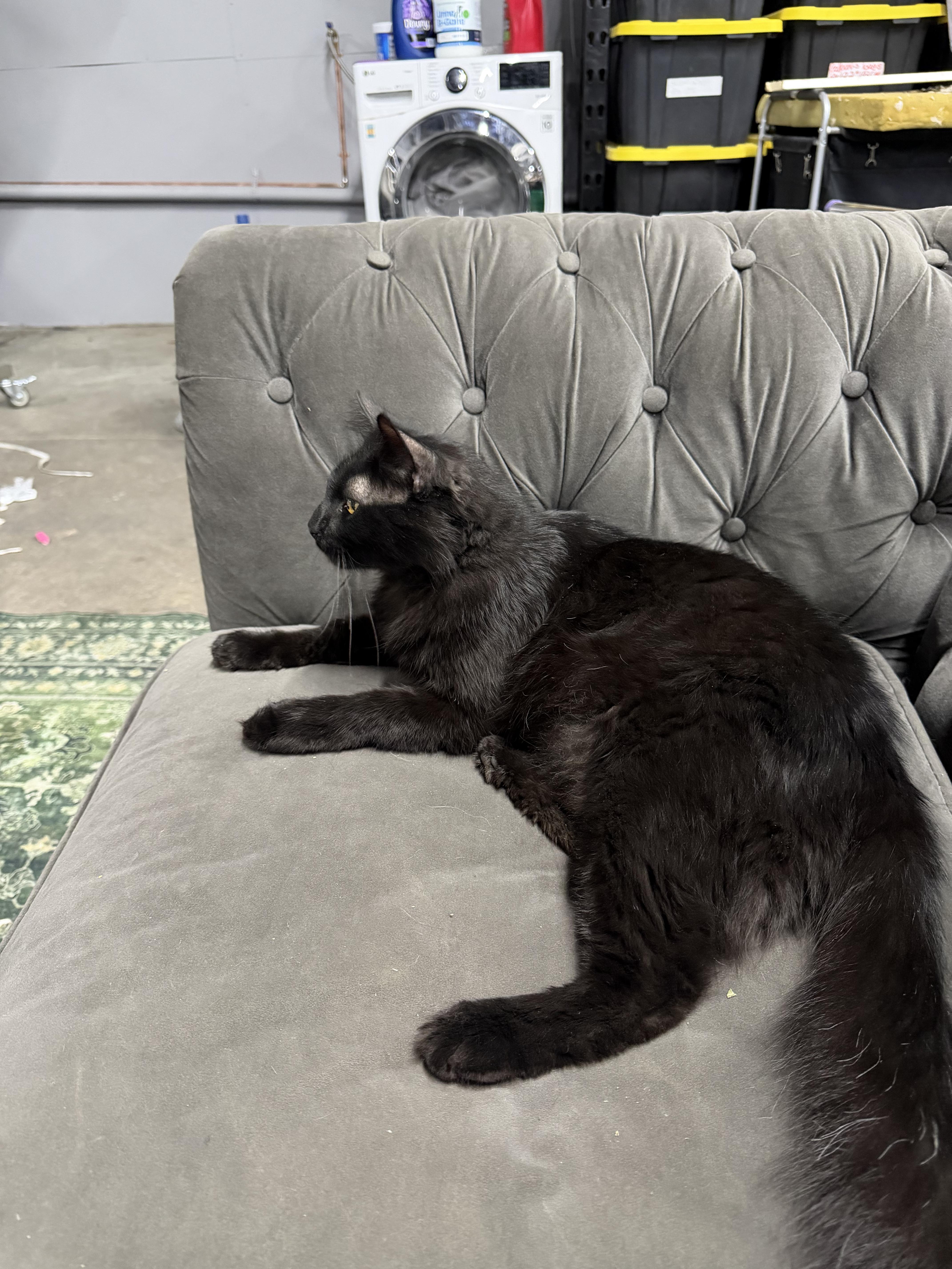 Astro, an adopted Domestic Long Hair in Los Angeles, CA image 3/3