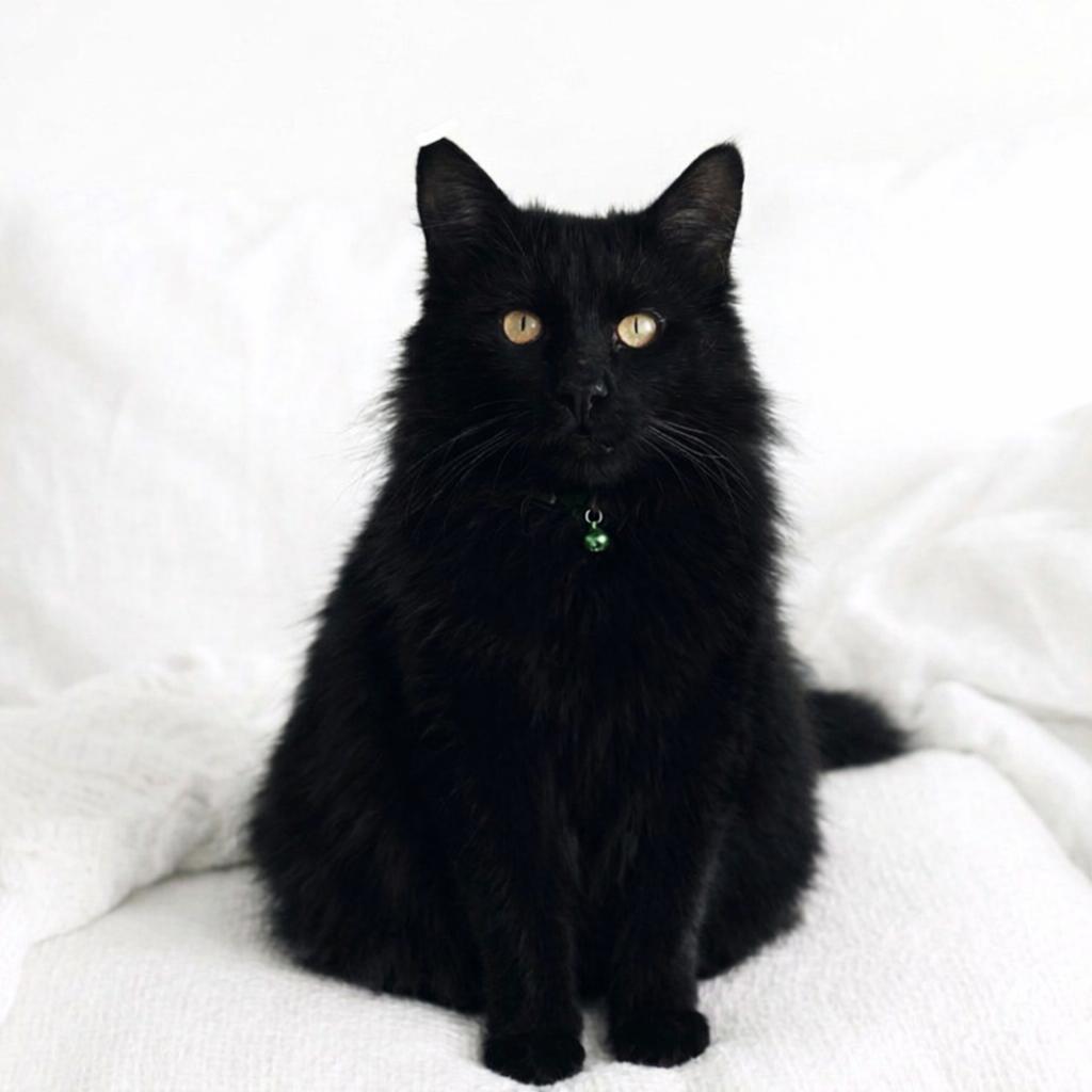 Astro, ADOPTABLE, Adult Male Domestic Long Hair.