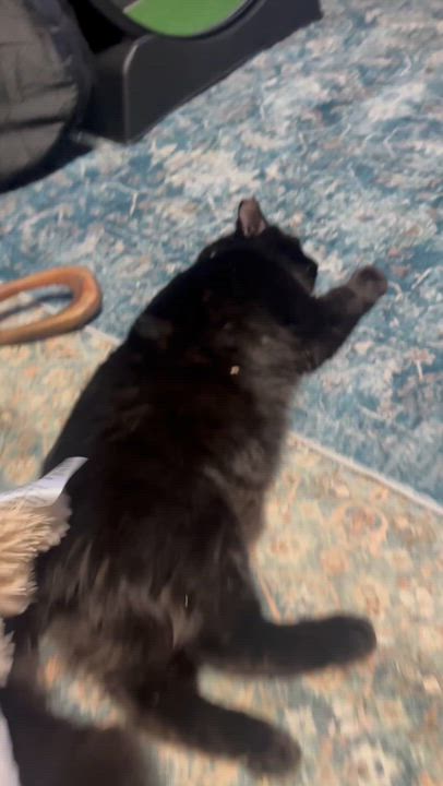 Enlarge Astro, a ADOPTABLE Domestic Long Hair in Los Angeles, CA video 2/2