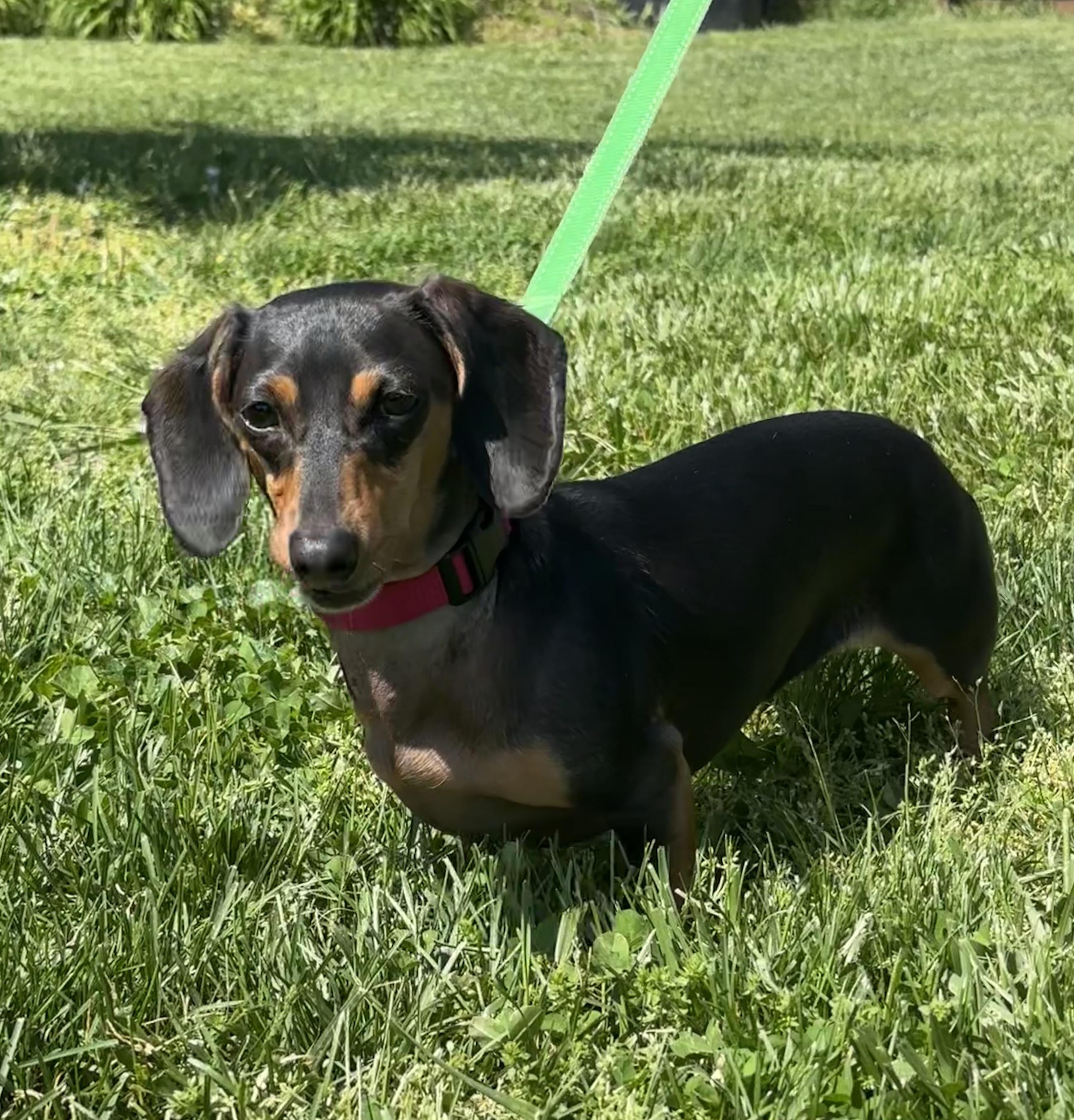Elsie - OHIO ONLY, ADOPTABLE, Young Female Miniature Dachshund.