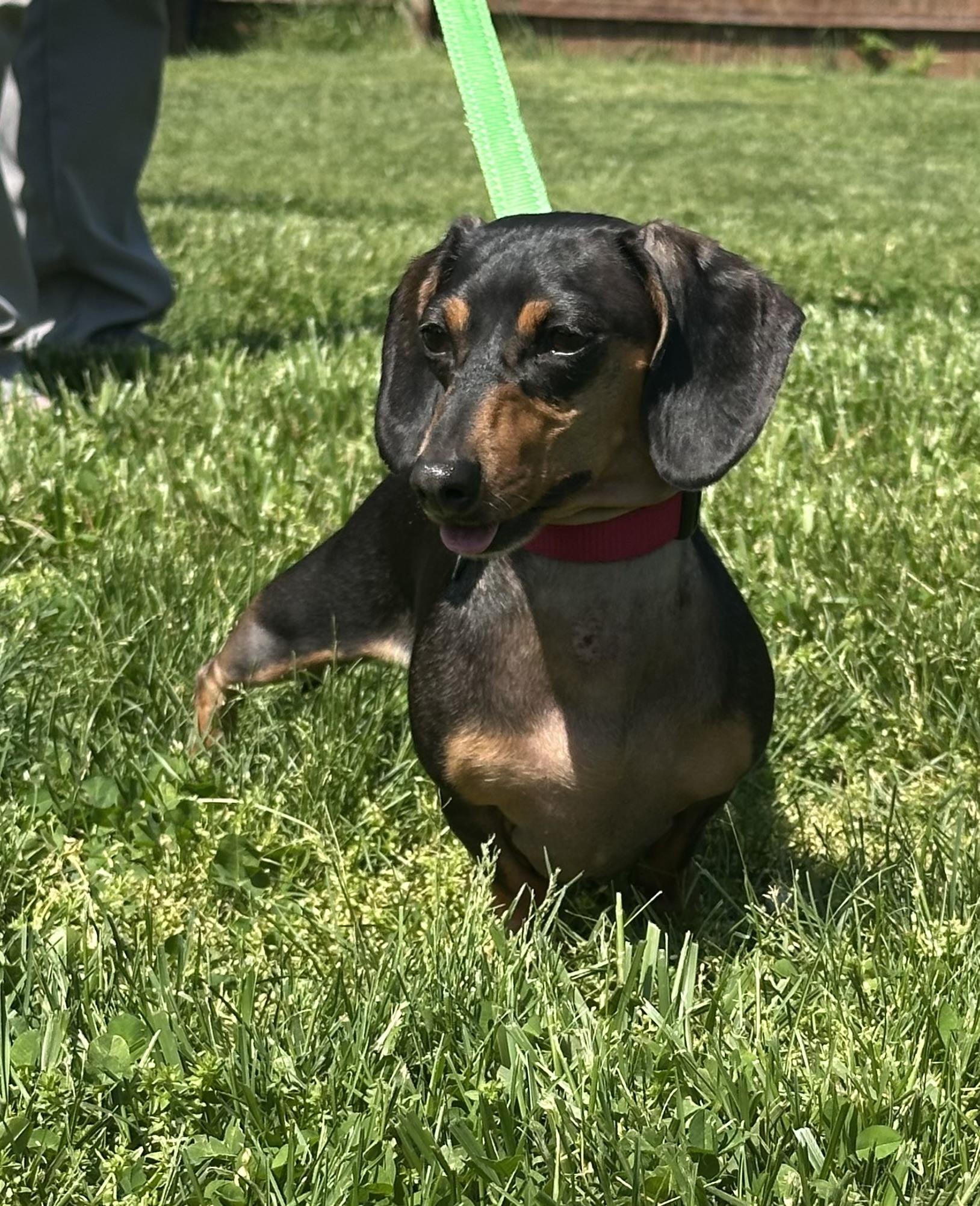 Enlarge Elsie - OHIO ONLY, a ADOPTABLE Miniature Dachshund in Lebanon, OH image 2/2