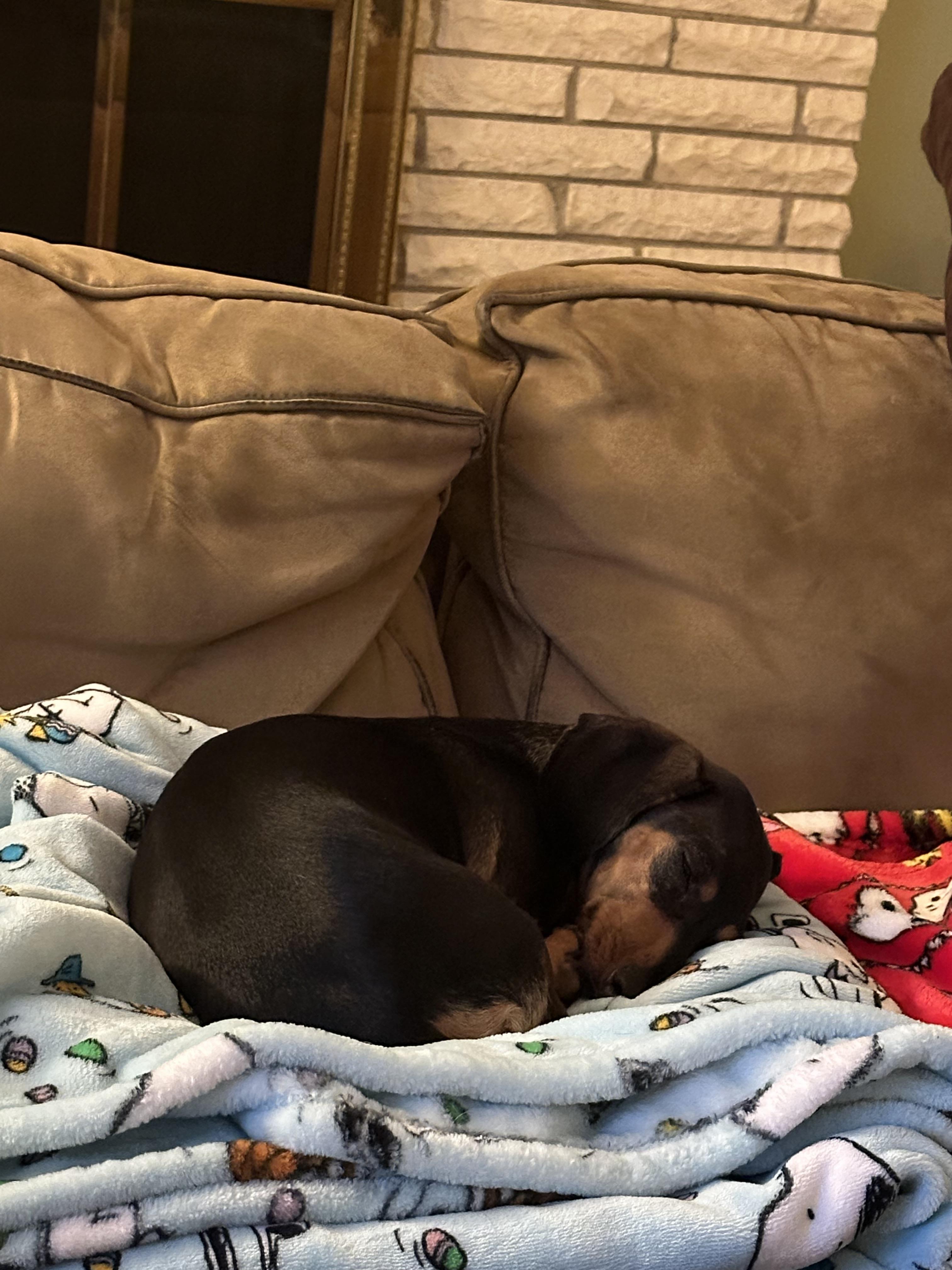 Elsie - OHIO ONLY, a ADOPTABLE Miniature Dachshund in Lebanon, OH image 3/3