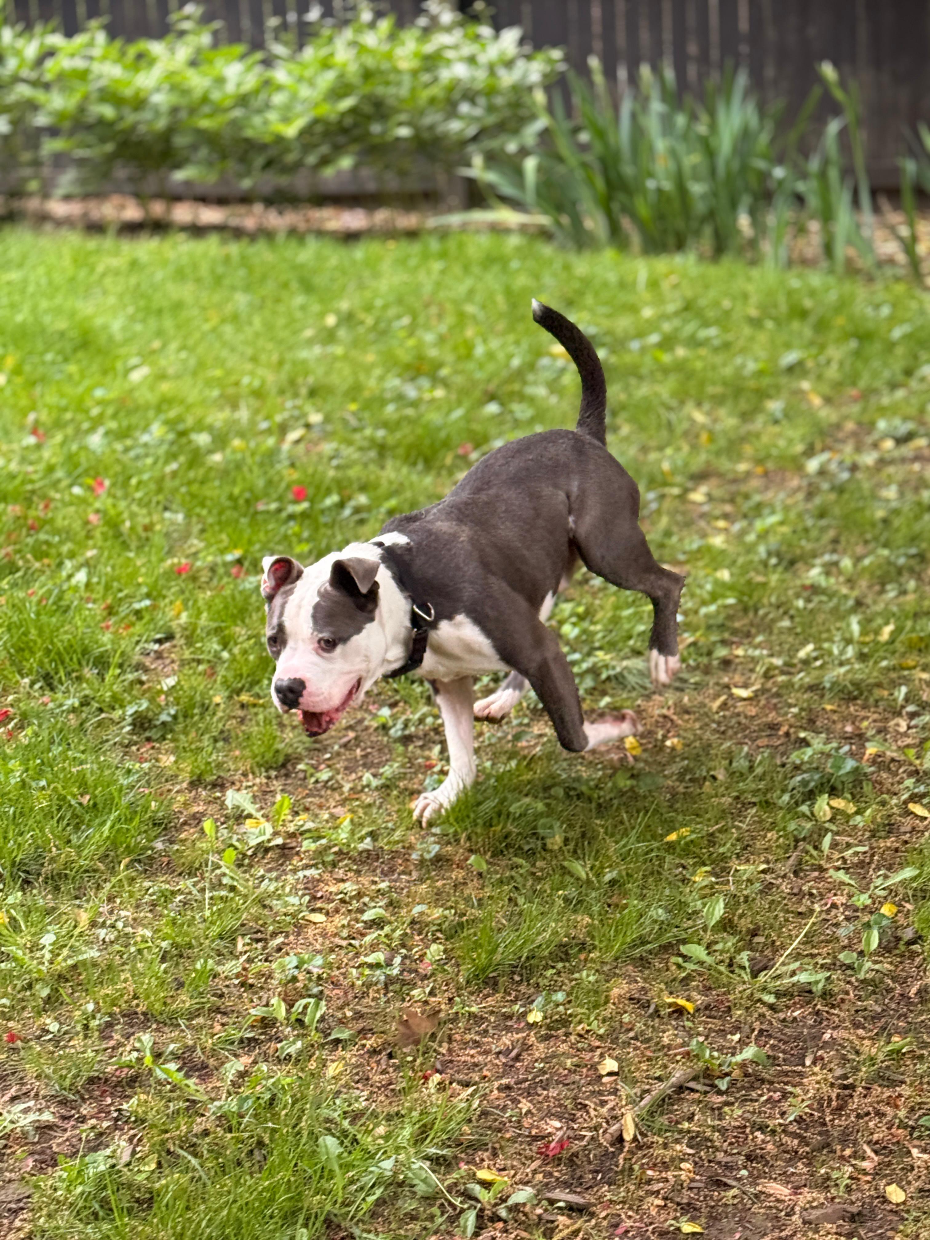Enlarge Bambu, a Adopted mixed breed in Westminster, MD image 5/6