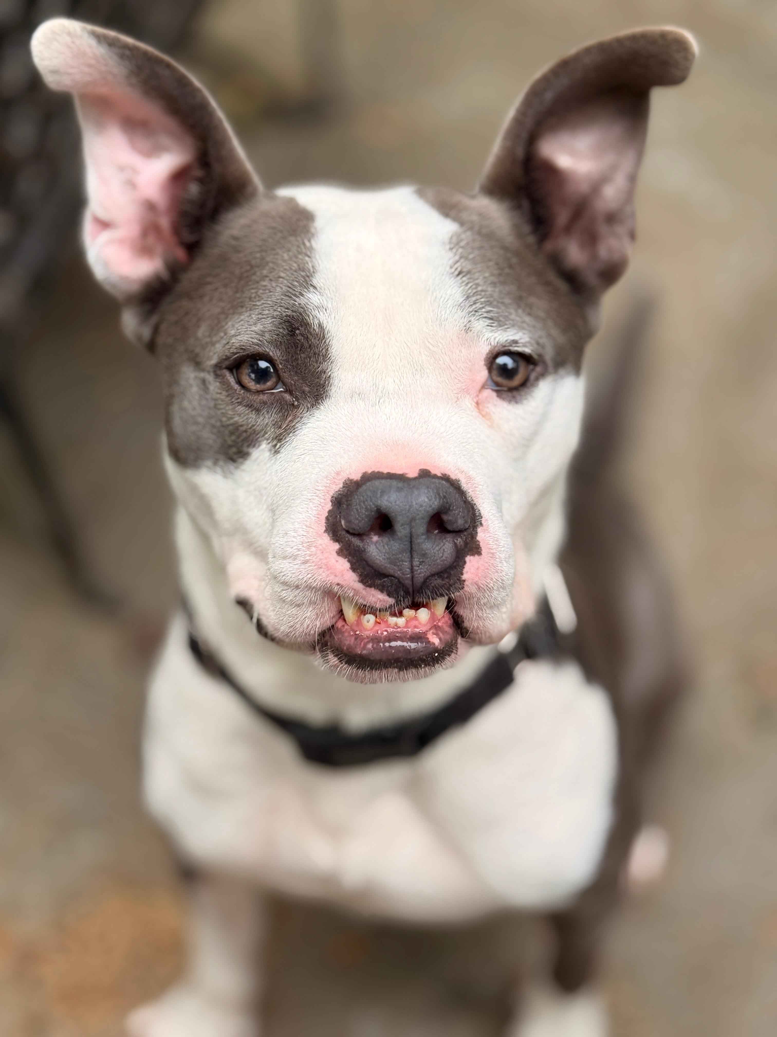 Enlarge Bambu, a Adopted mixed breed in Westminster, MD image 3/6