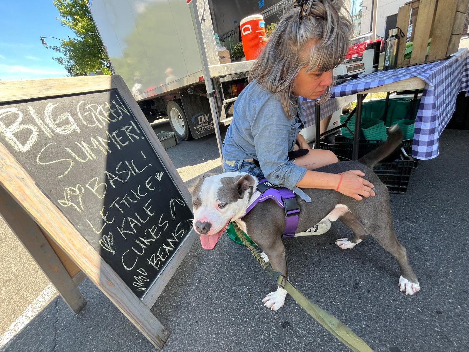 Enlarge Bambu, a Adopted mixed breed in Westminster, MD image 6/6