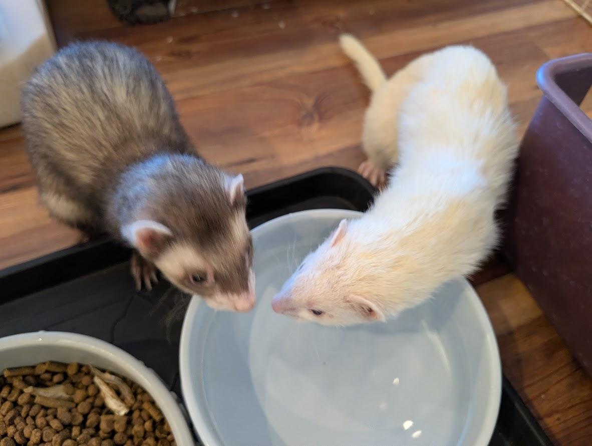 Maverick and Waffles, adopted, Adult Male Ferret.