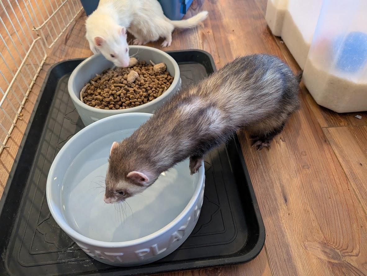 Maverick and Waffles, an adopted Ferret in Brandy Station, VA image 3/4