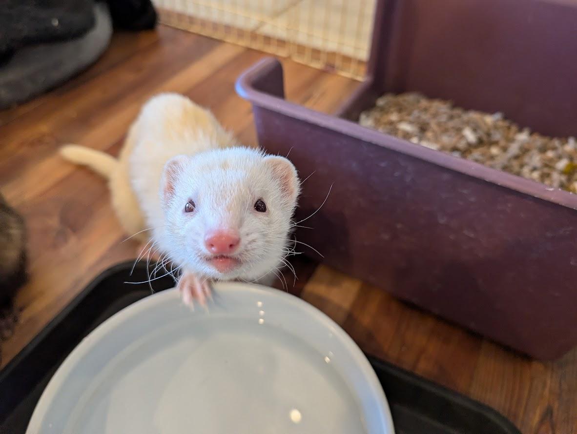 Maverick and Waffles, an adopted Ferret in Brandy Station, VA image 2/4