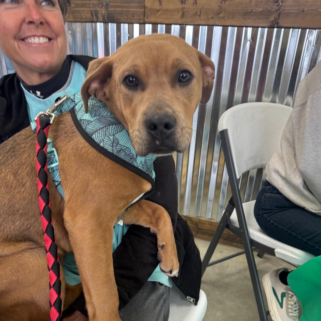 Enlarge Patty, a Adoptable Mixed Breed in Parrish, AL image 1/4